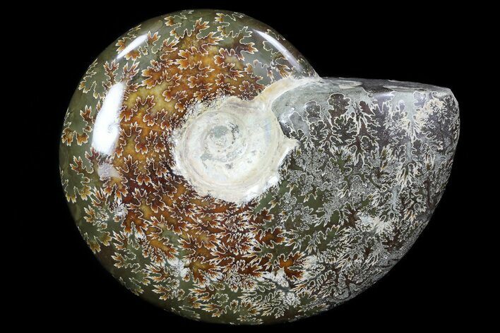 Polished, Agatized Ammonite (Cleoniceras) - Madagascar #76097